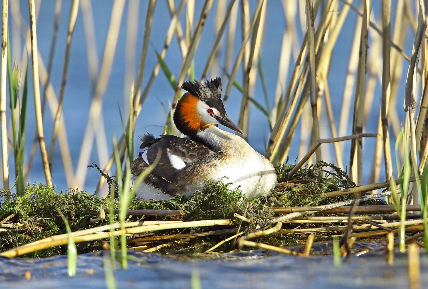 , Александр Гусар