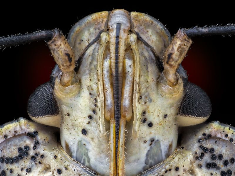 irass, waledzik, nat geo, olympus, close up, macro, extreme macro, макро Halyomorpha halys. фото превью
