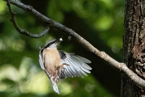 Eurasian Nuthatch
