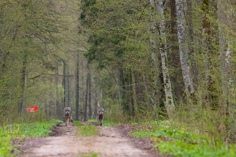 ssaki wilki wataha wadera basior dzika przyroda puszcza białowieska natura fauna  Wilki фото превью