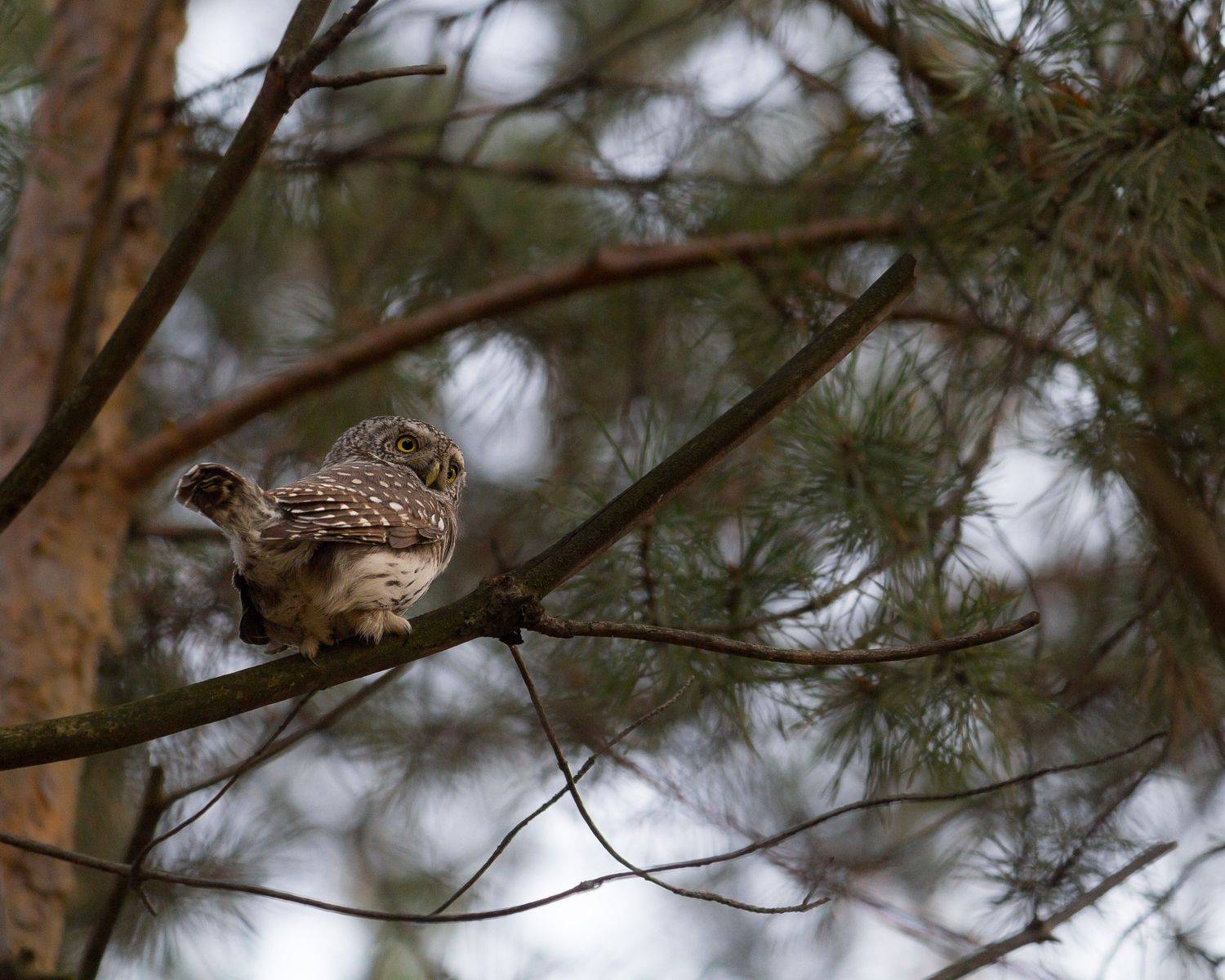 воробьиный сыч, воробьиный сычик, сычик, сыч, новосибирск, дендропарк, Денис Воронов