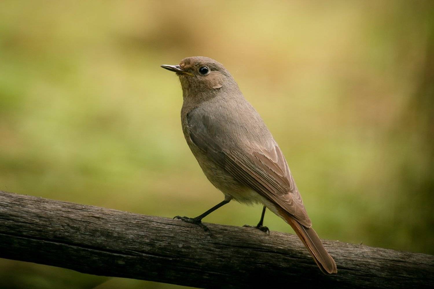 птицы, горихвостка, чернушка, wildlife, birds, лето, black redstart, Алексей Юденков