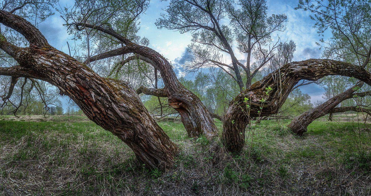 , Николай Андреев