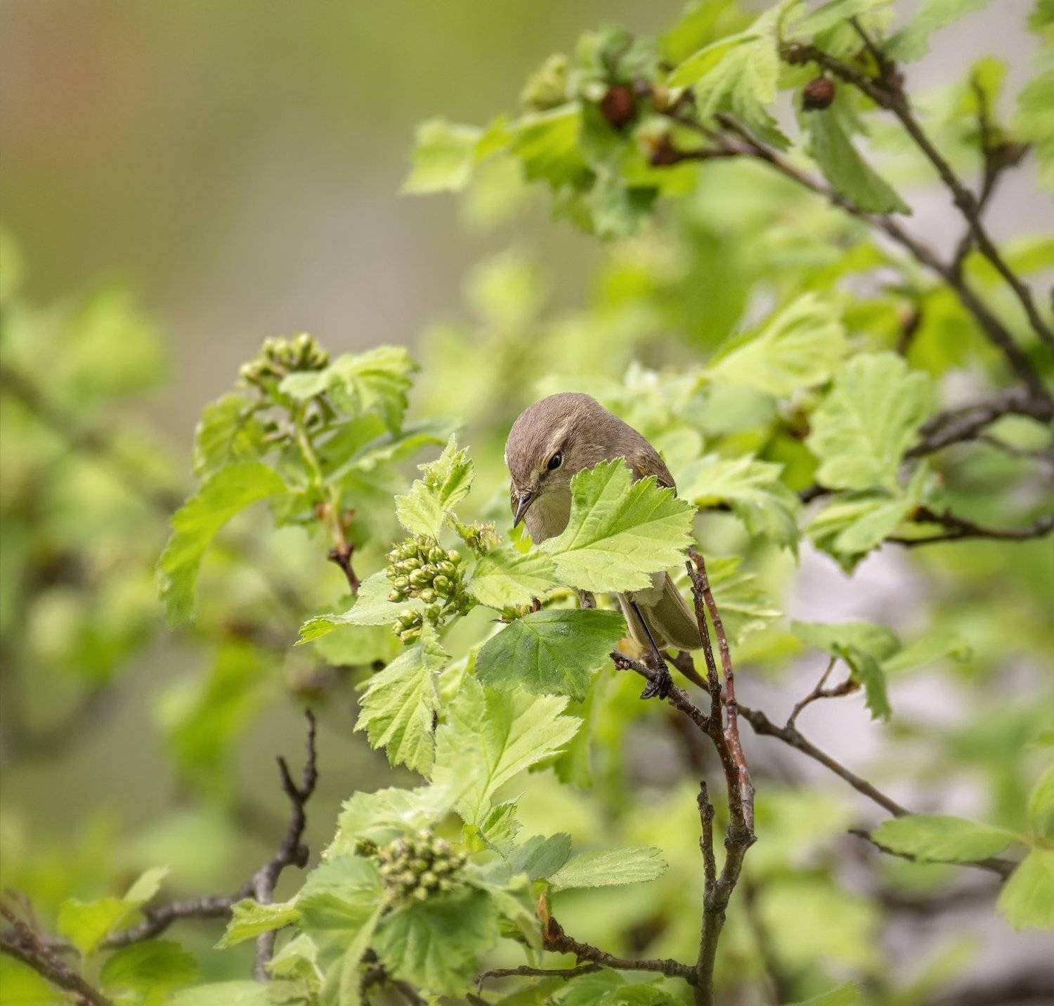 птица, пеночка теньковка, весна,, Марина Мочалова