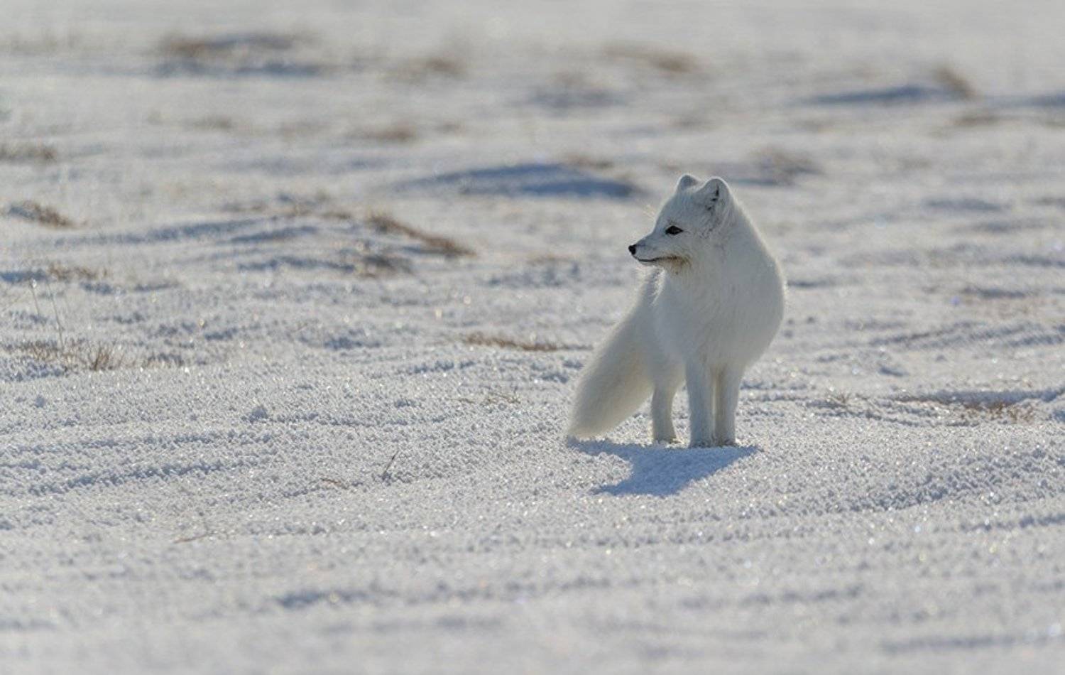 чукотка, арктика, песец белый, зима,снег, Максим Деминов