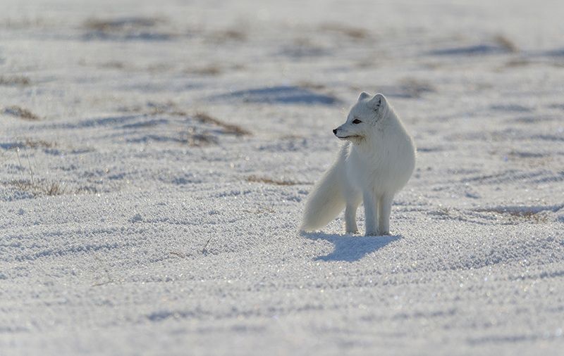 чукотка, арктика, песец белый, зима,снег ... фото превью