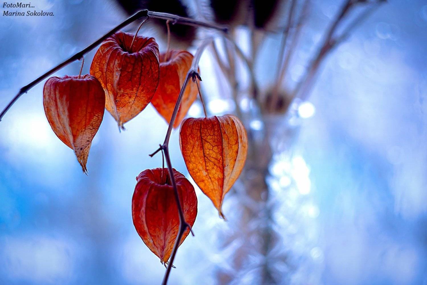 , Марина Соколова