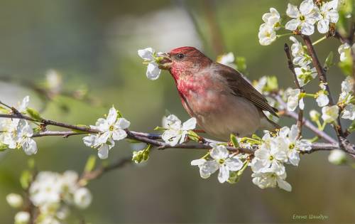 Common rosefinch