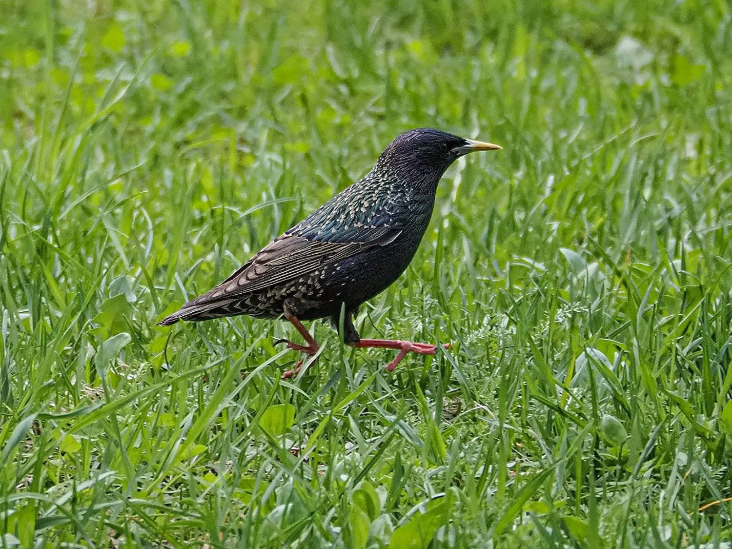 , Сергей Духанин