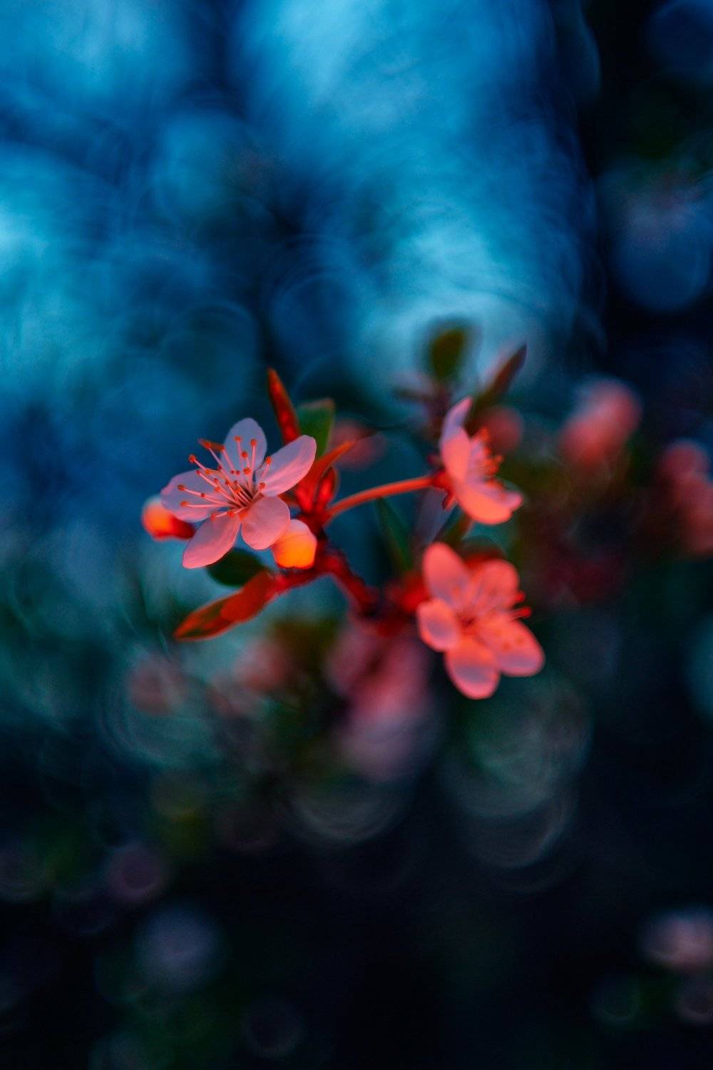 , Александр Фанковин