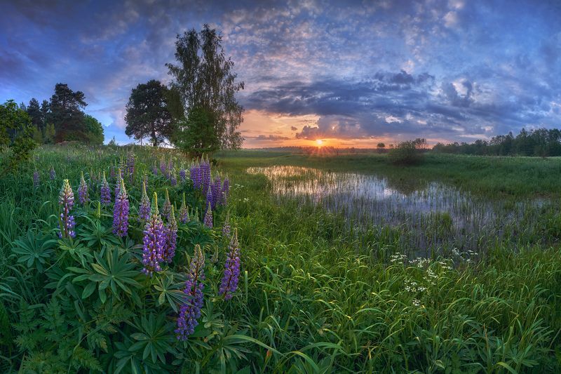 Lupines... фото превью
