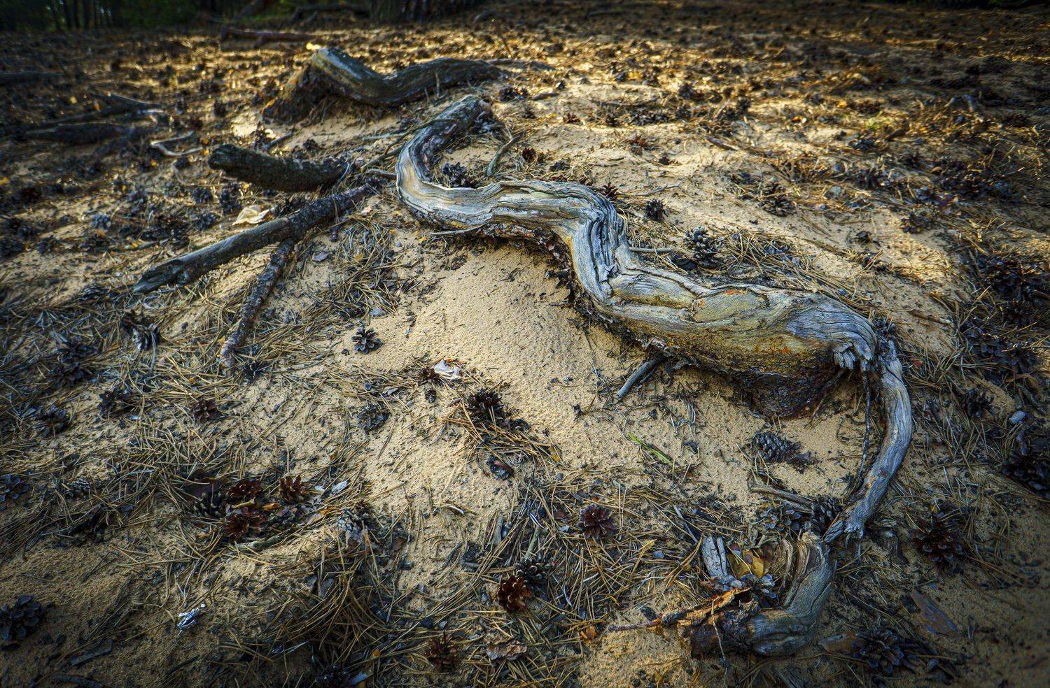 , Владимир Верендеев