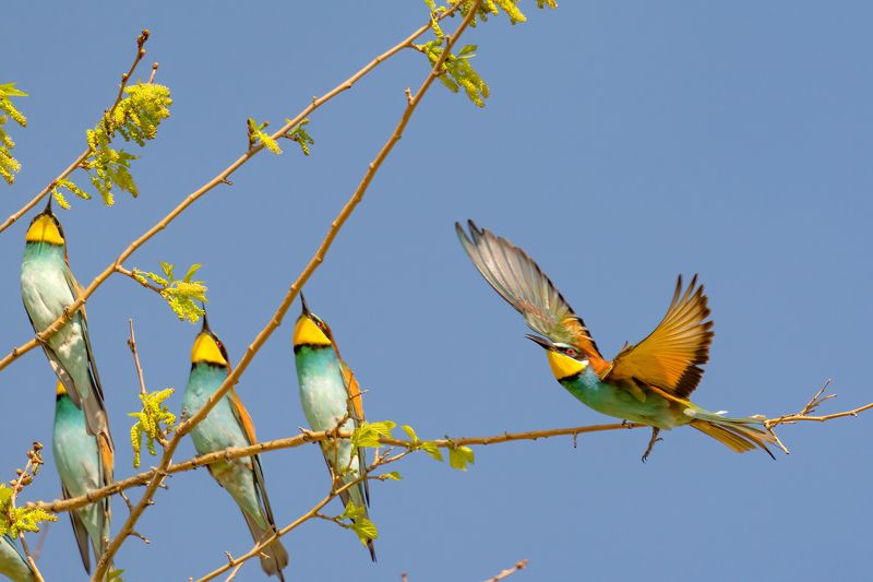 Хор и дирижер... фото превью