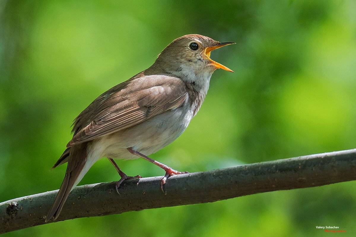 , Валерий Субачев