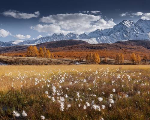 Алтайская пушица