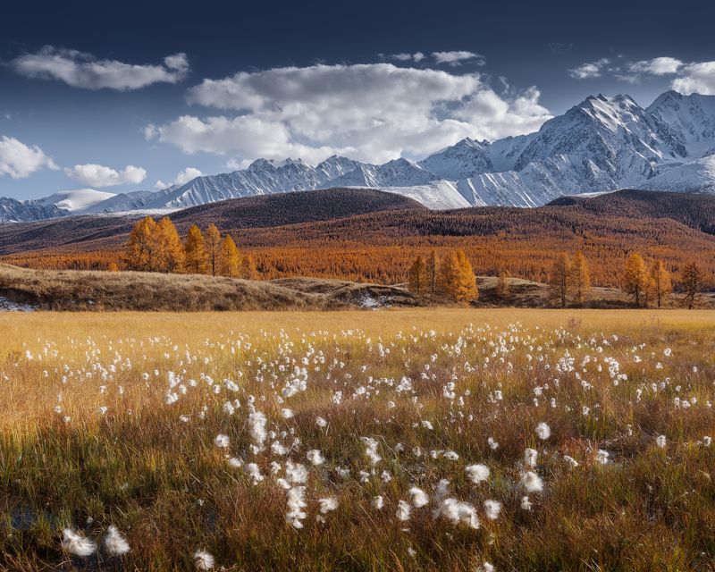 алтай, ештыкель, осень Алтайская пушица фото превью
