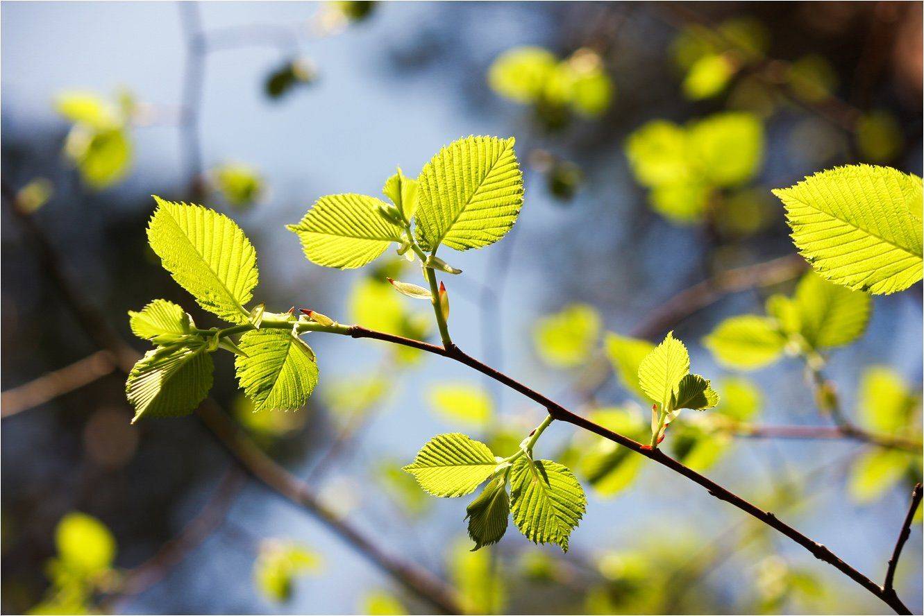 ольха, КарОл