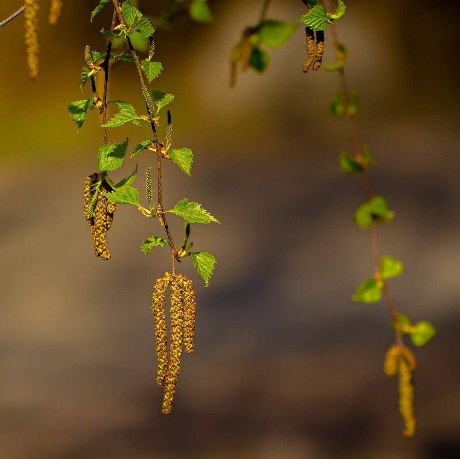 , Бурлов Андрей
