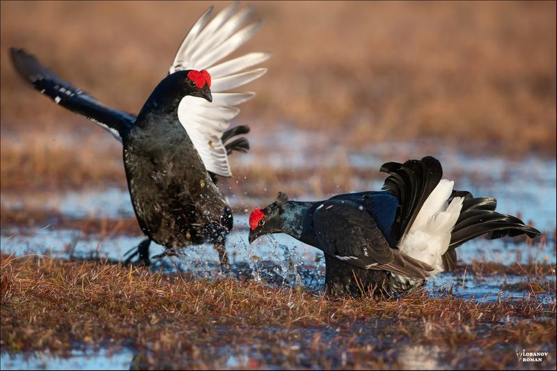 Промахнулся ... фото превью
