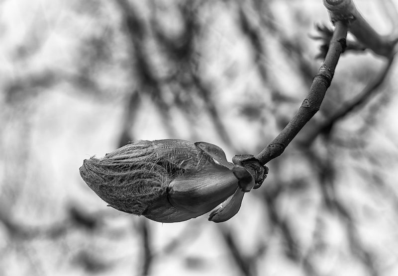 Черно белый каштан фото превью