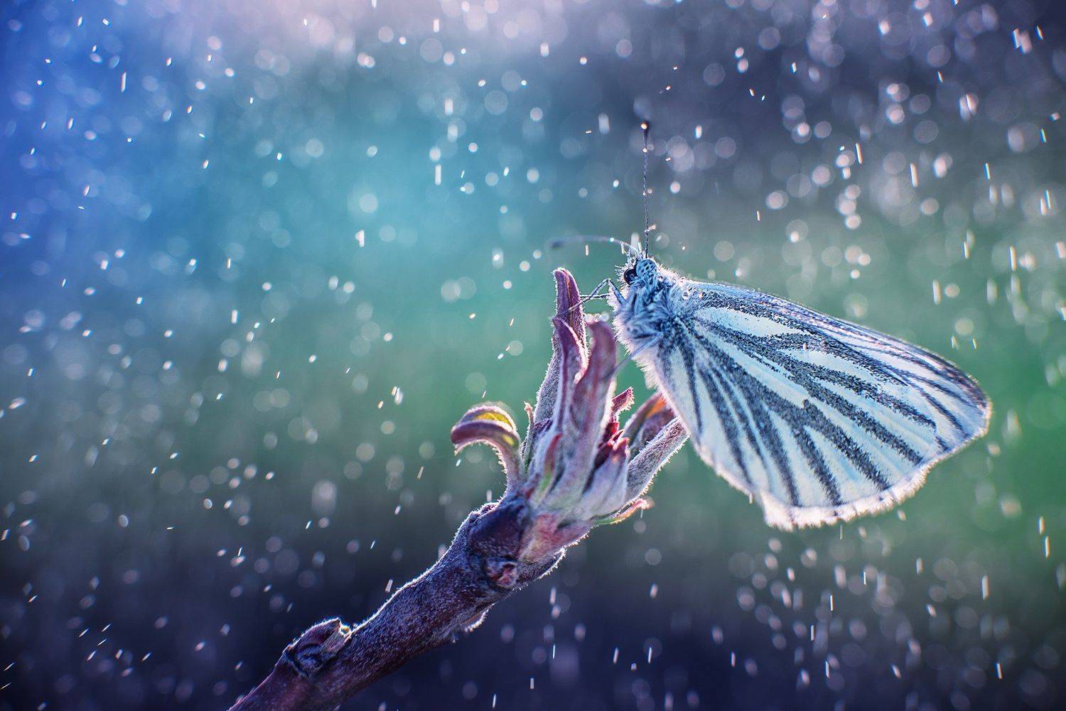 , Анастасия Думинская