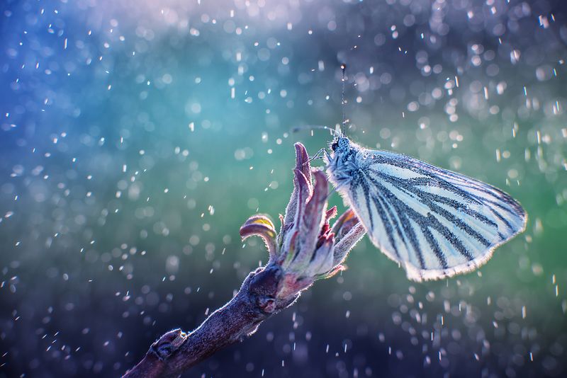 Под дождем фото превью