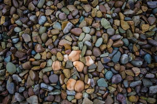 Mushrooms and stones