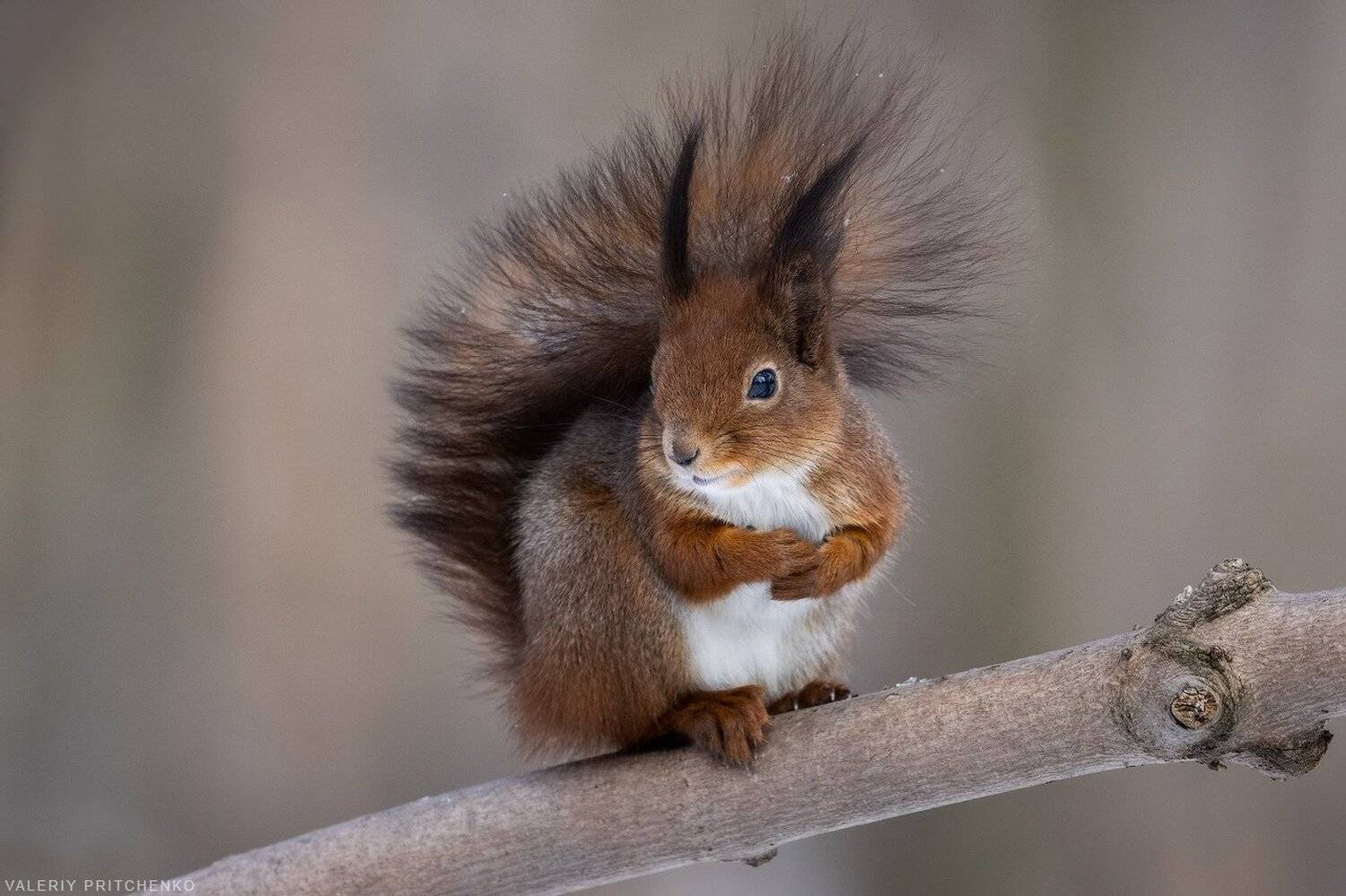 , Валерий Притченко