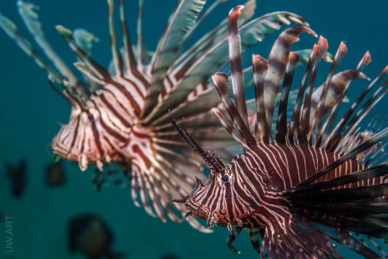 , Андрей Савин