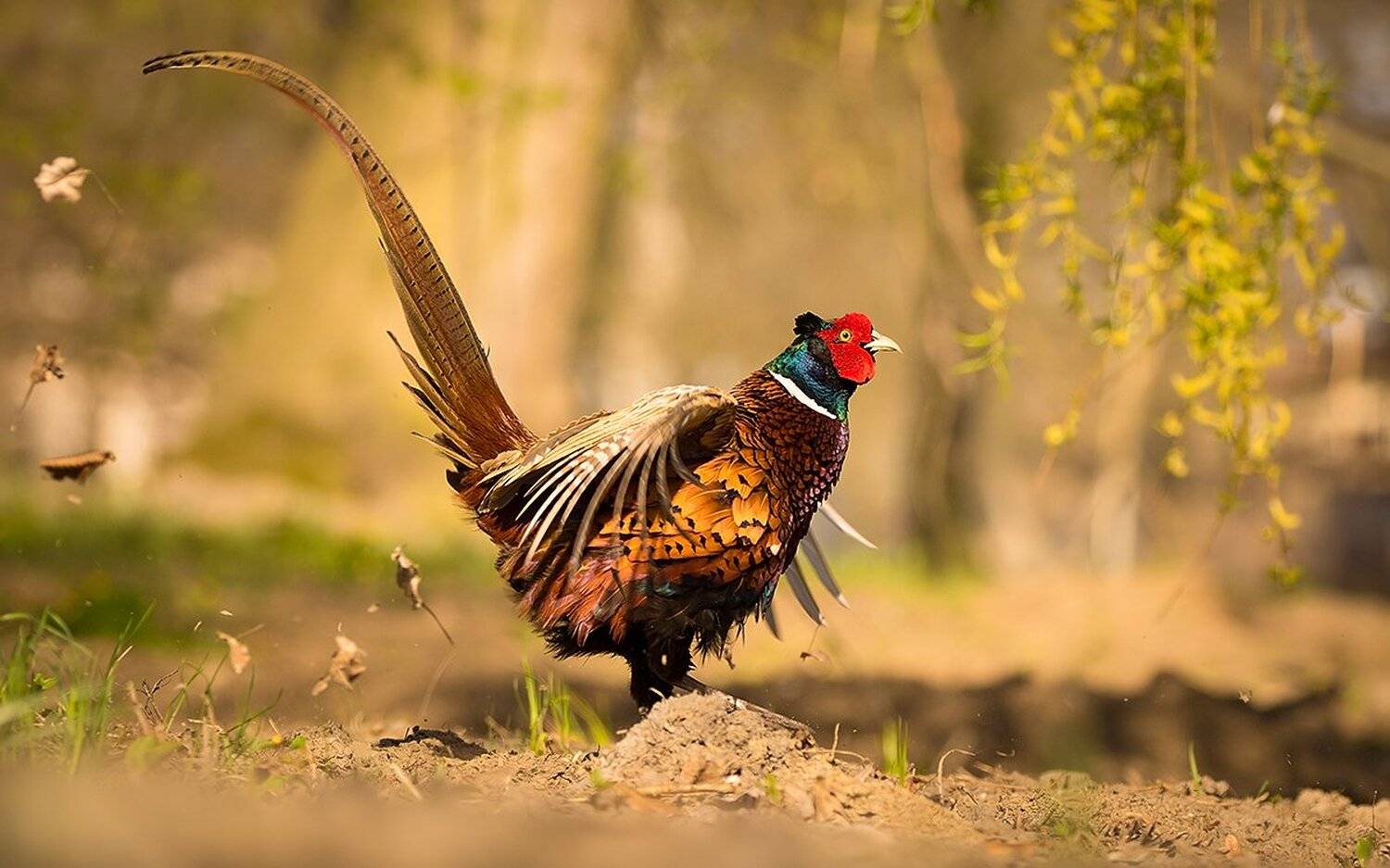 , Robert Adamec