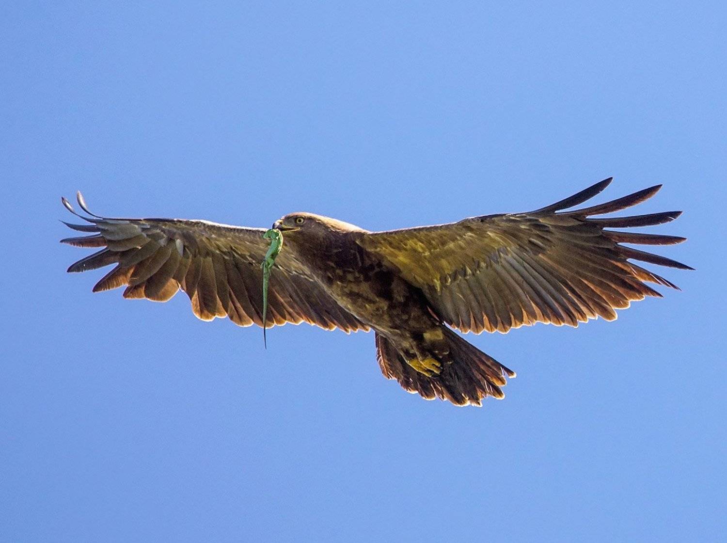 малый подорлик, Хасан Журтов