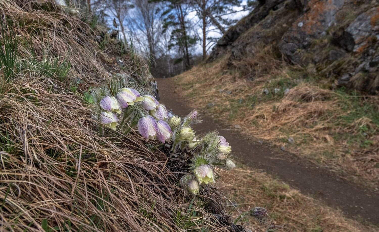 мана, склон, весна, первоцветы., Марина Фомина