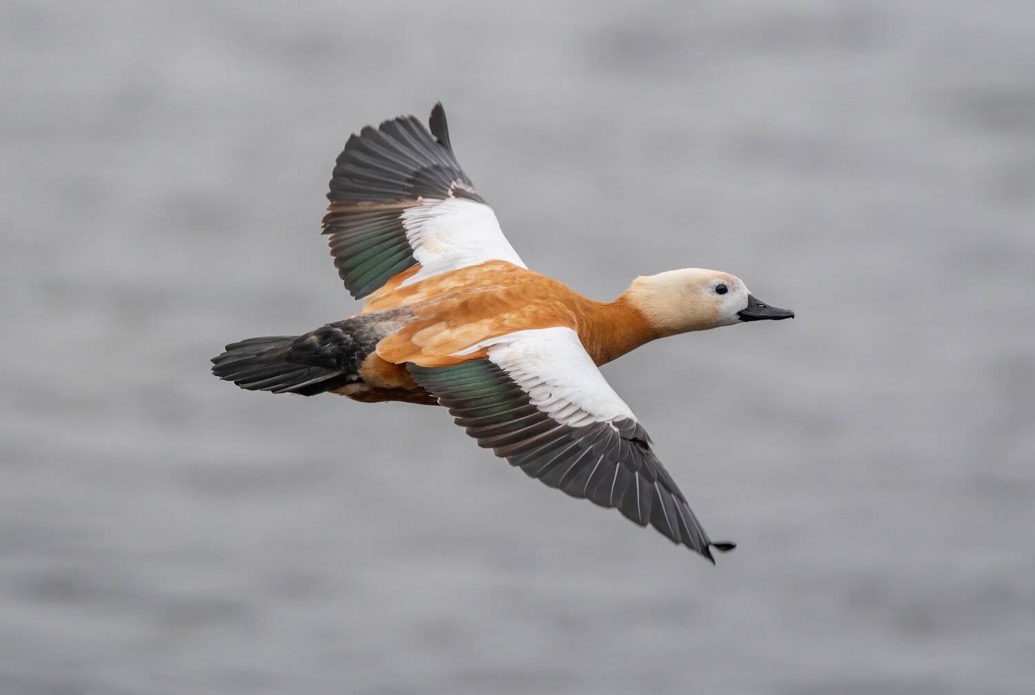 , Константин Дэм