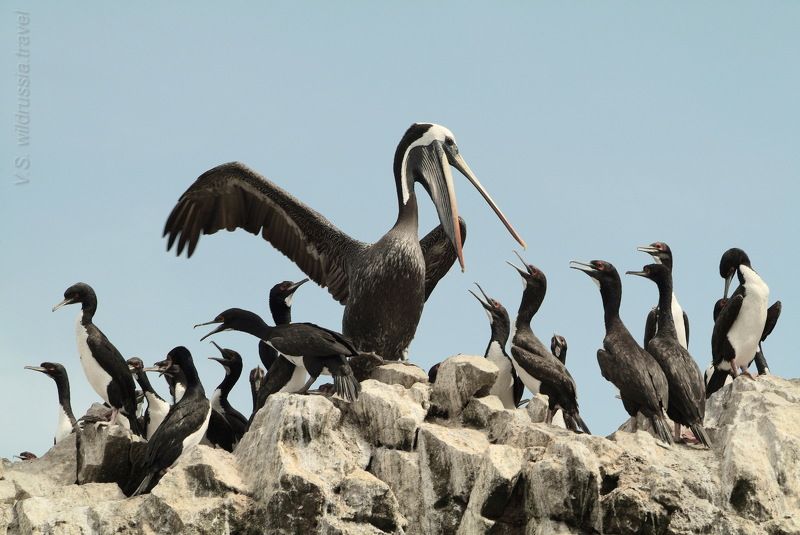 пеликан, баклан, птица, фауна, птенец, пища, крыло, перу, путешествие, приключение, шагнивнеизведанное Из цикла \