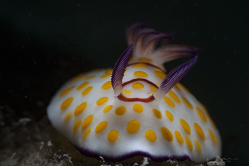 подводное фото подводный мир хургада египет жогло zhoglo красное море Скитлстрянка фото превью