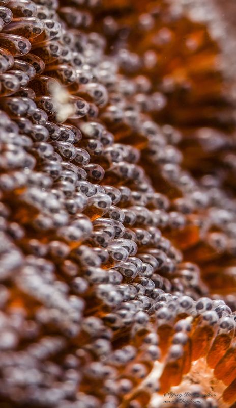 подводное фото подводный мир хургада египет жогло zhoglo красное море Будущее фото превью