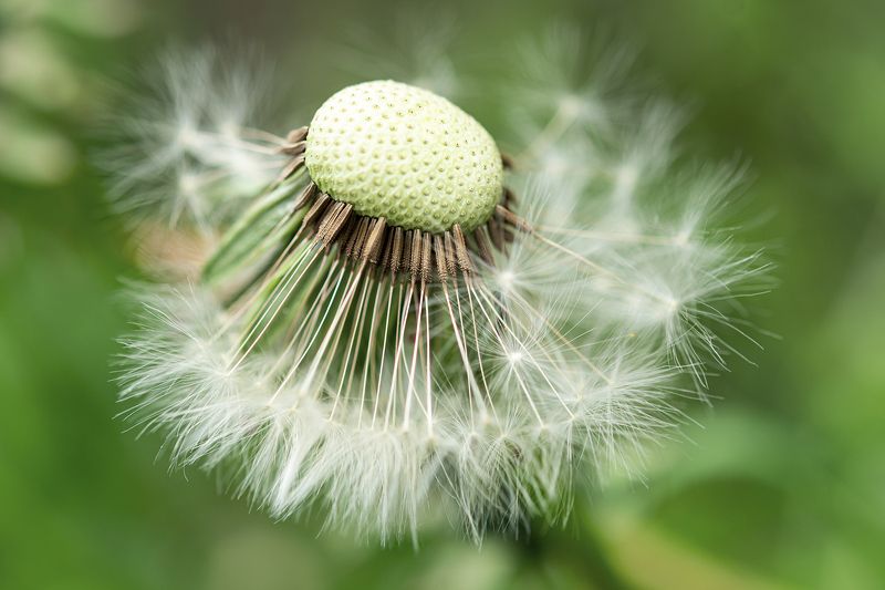 Dandelion фото превью