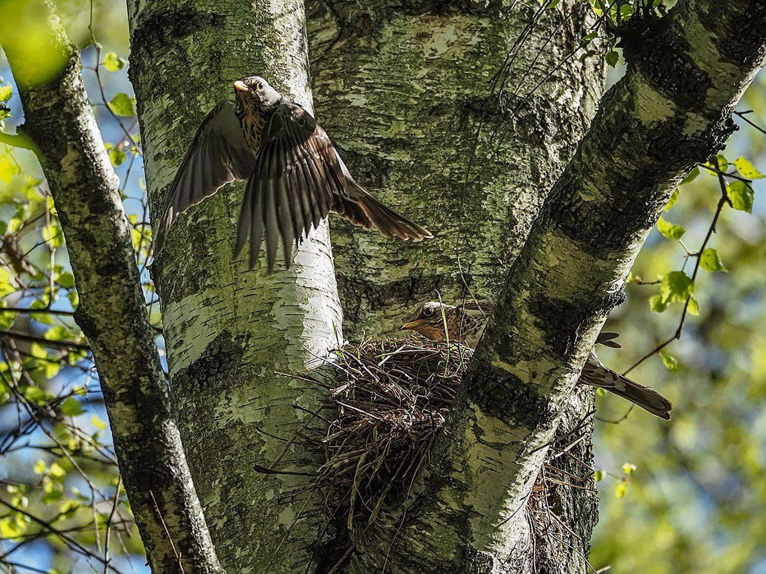, Сергей Духанин