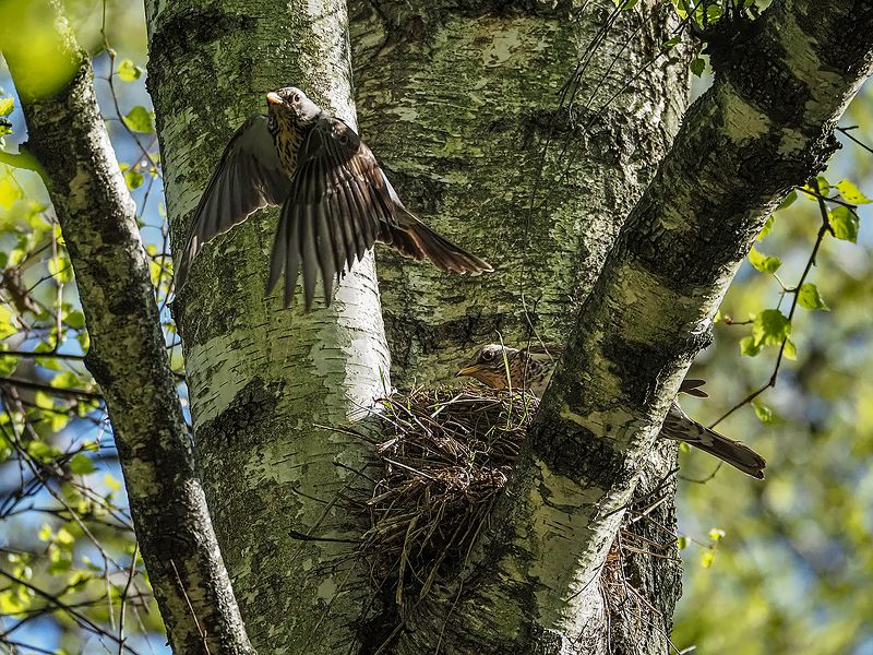 дружная семейка фото превью