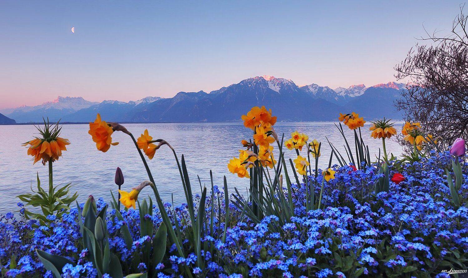 swiss, Матвеев Николай