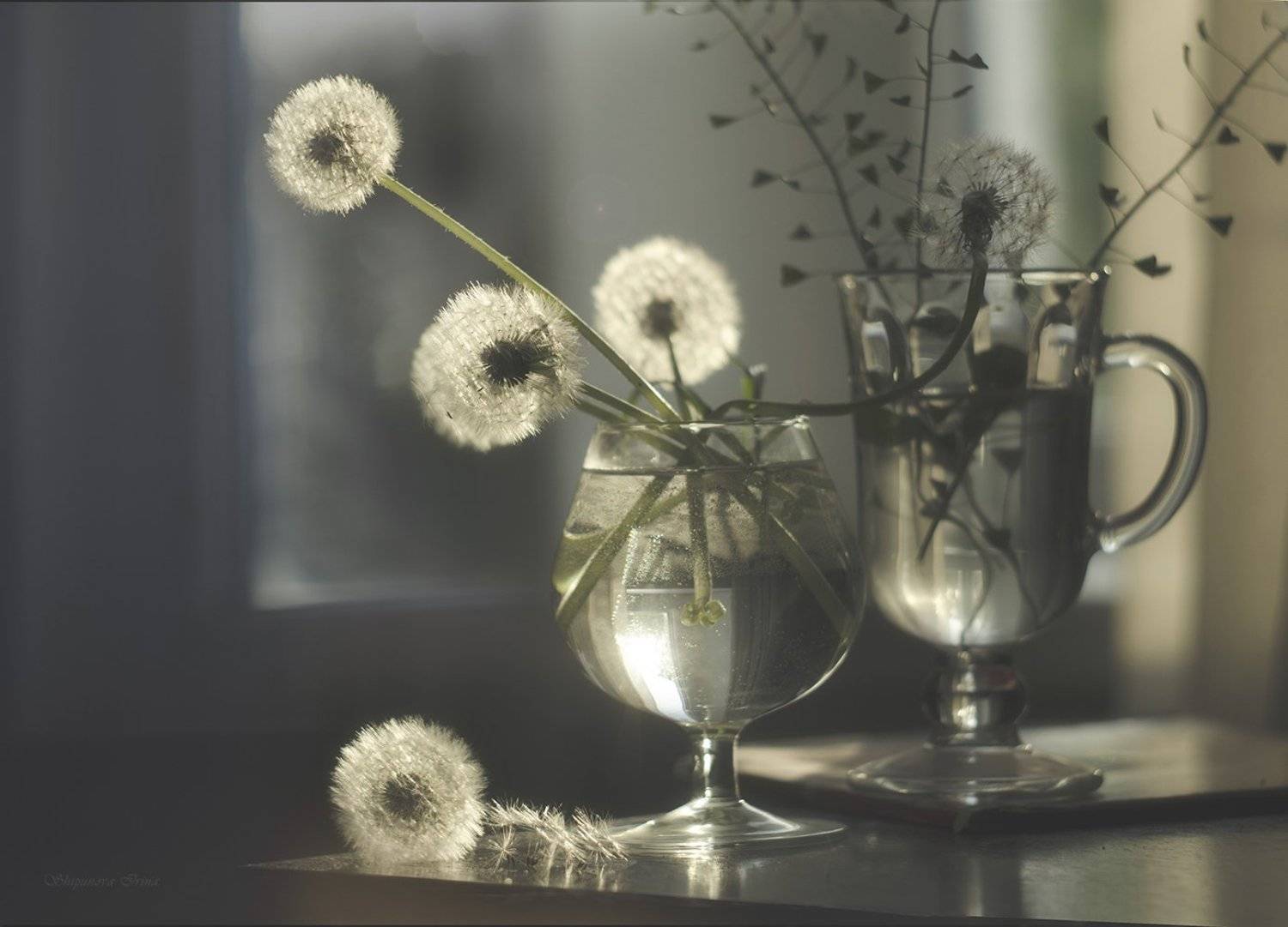 , Шипунова Ирина