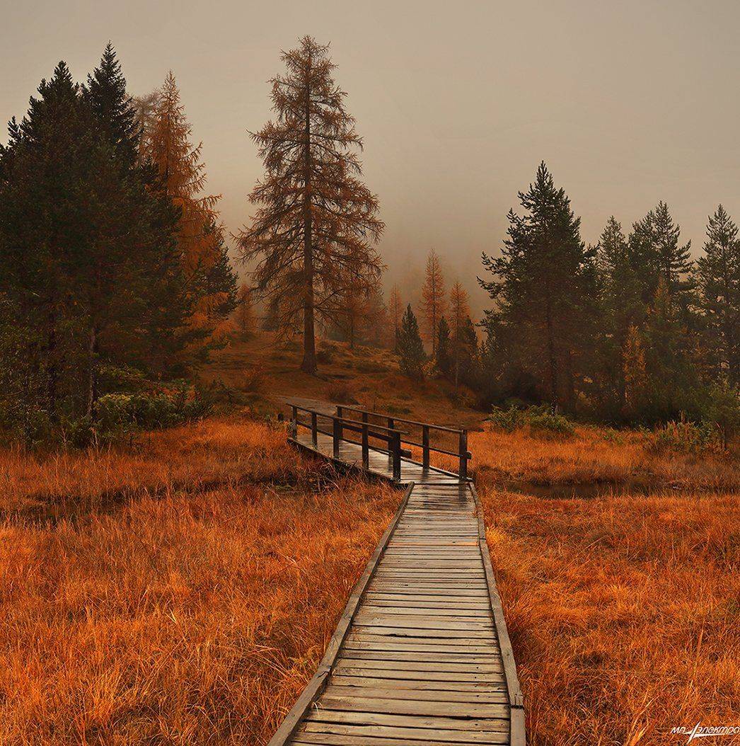 swiss, Матвеев Николай