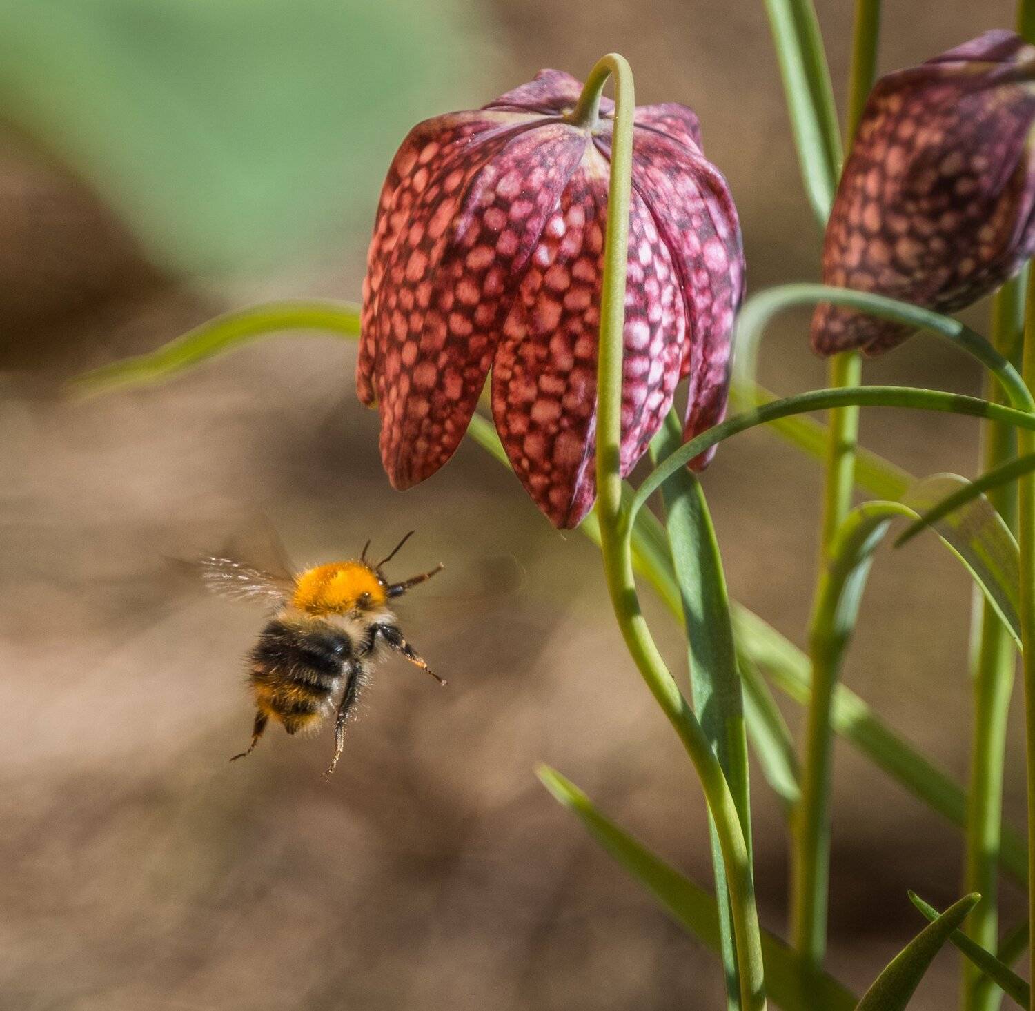 , Курлянцев Алексей