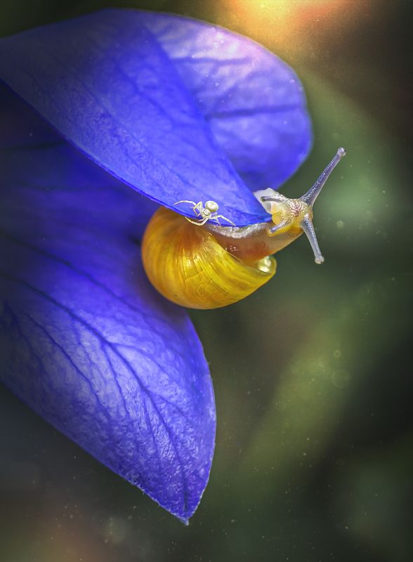 паук-краб, паук, улитка, макро Игры в прятки фото превью
