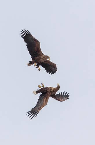 пара Орланов