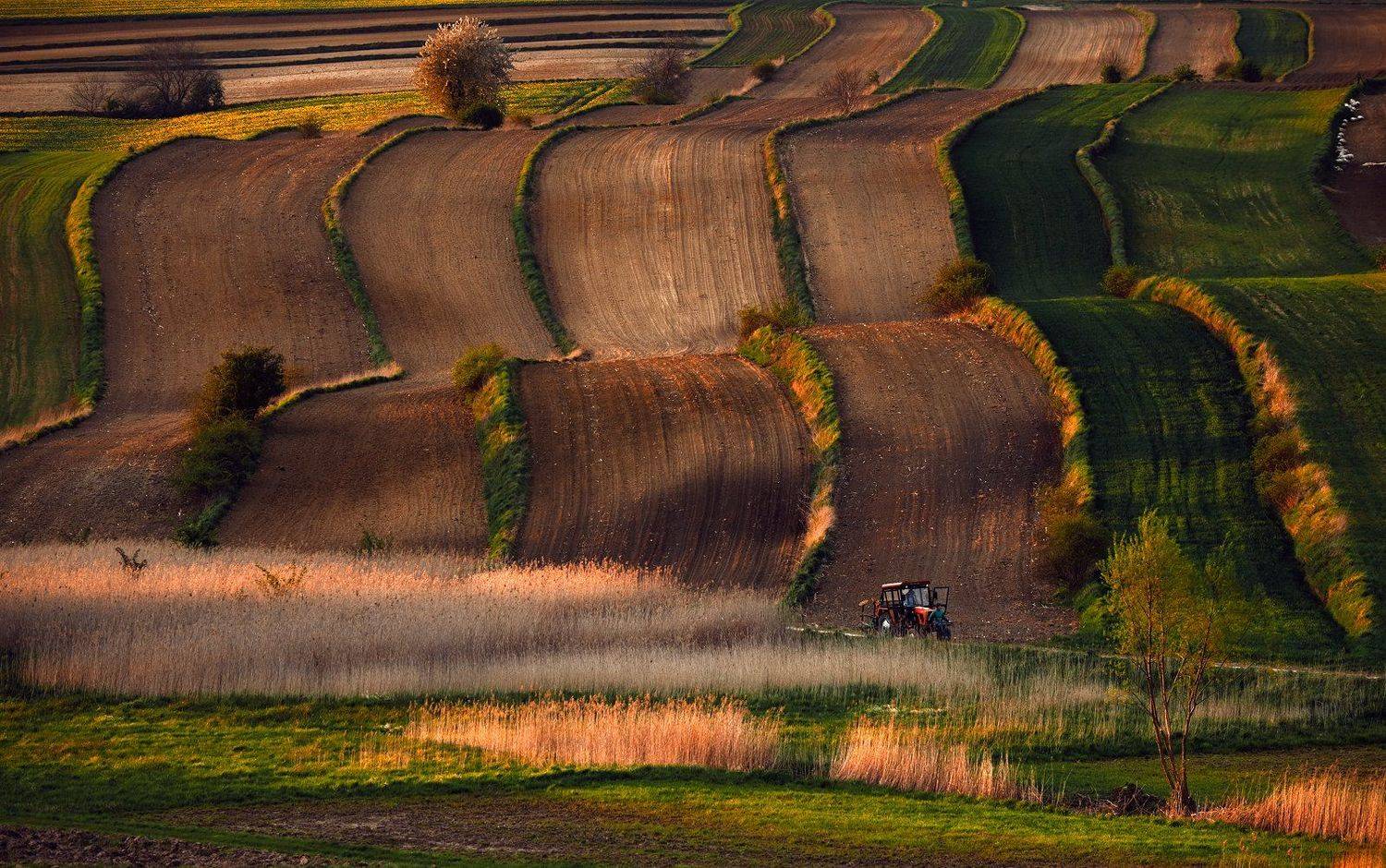 field, country, agriculture, rural, spring, evening, sunset, tractor, Jacek Lisiewicz