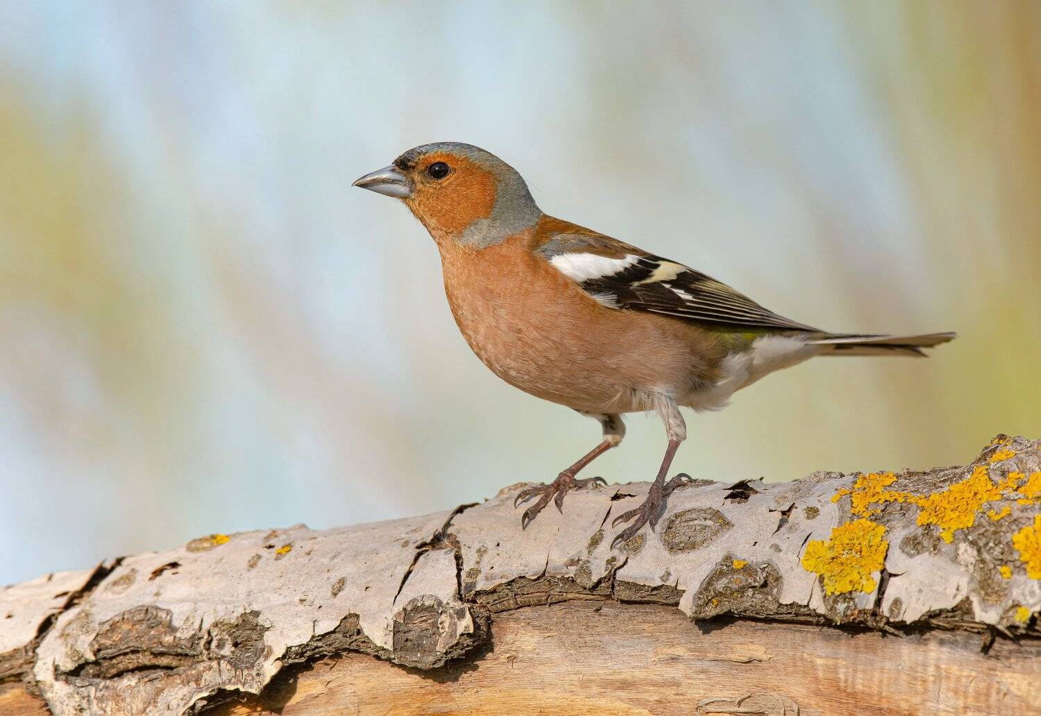 птицы,природа, весна, Андрей Киселёв