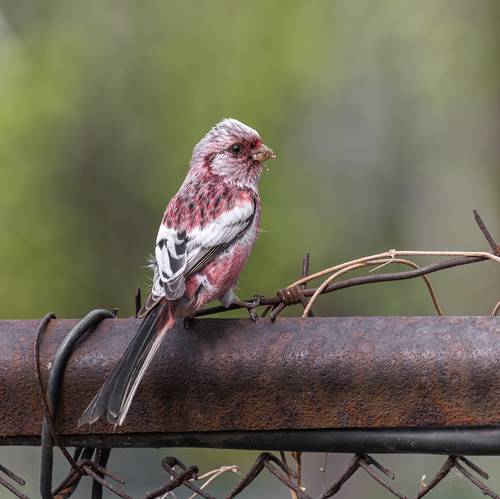 Урагус (самец).