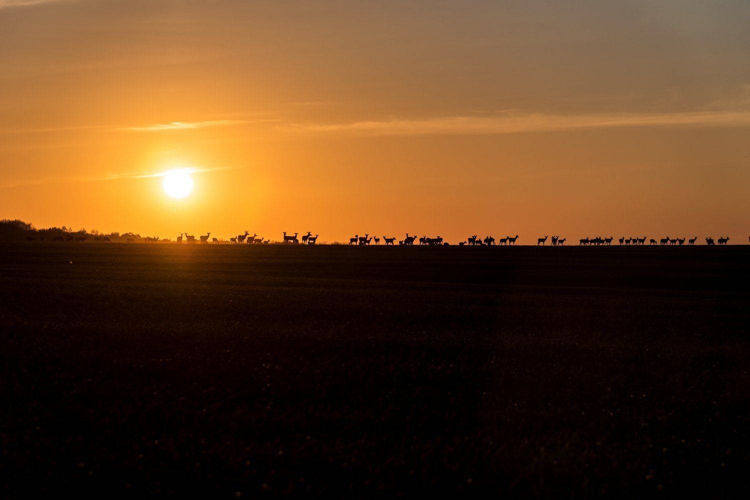 олени, закат, Александр Литвишко