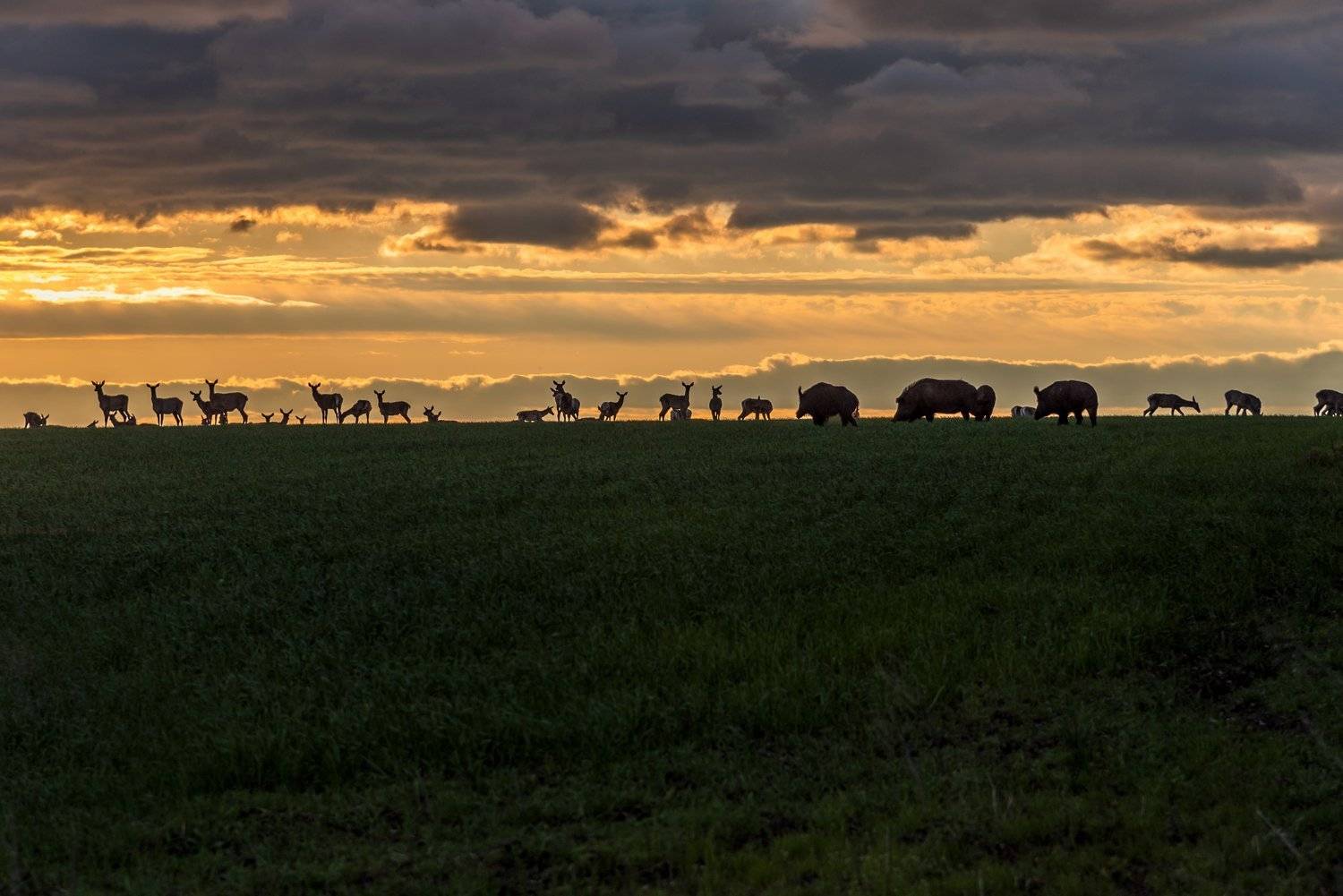 сафари, Александр Литвишко